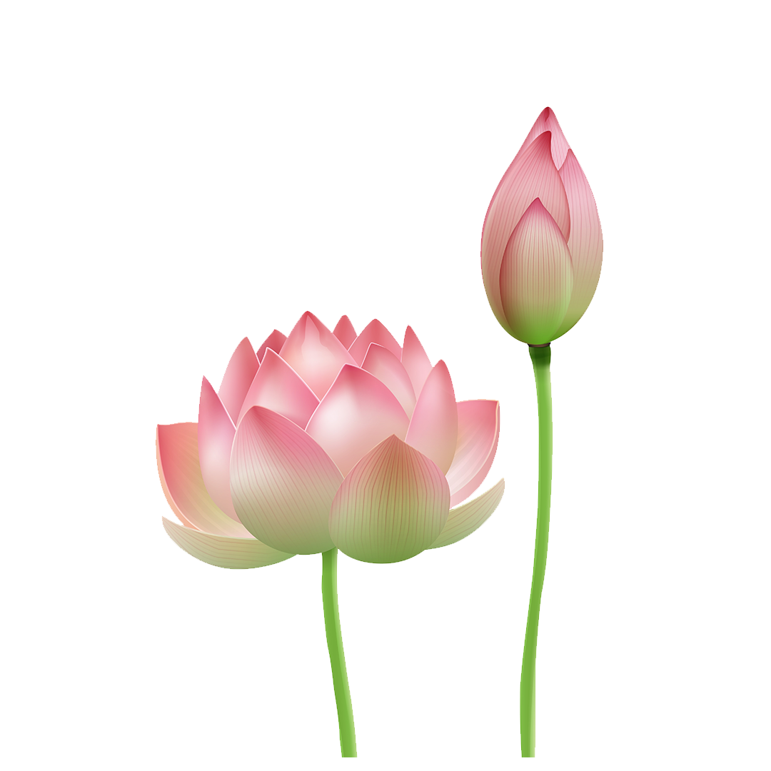 Lotus Flower Extract
