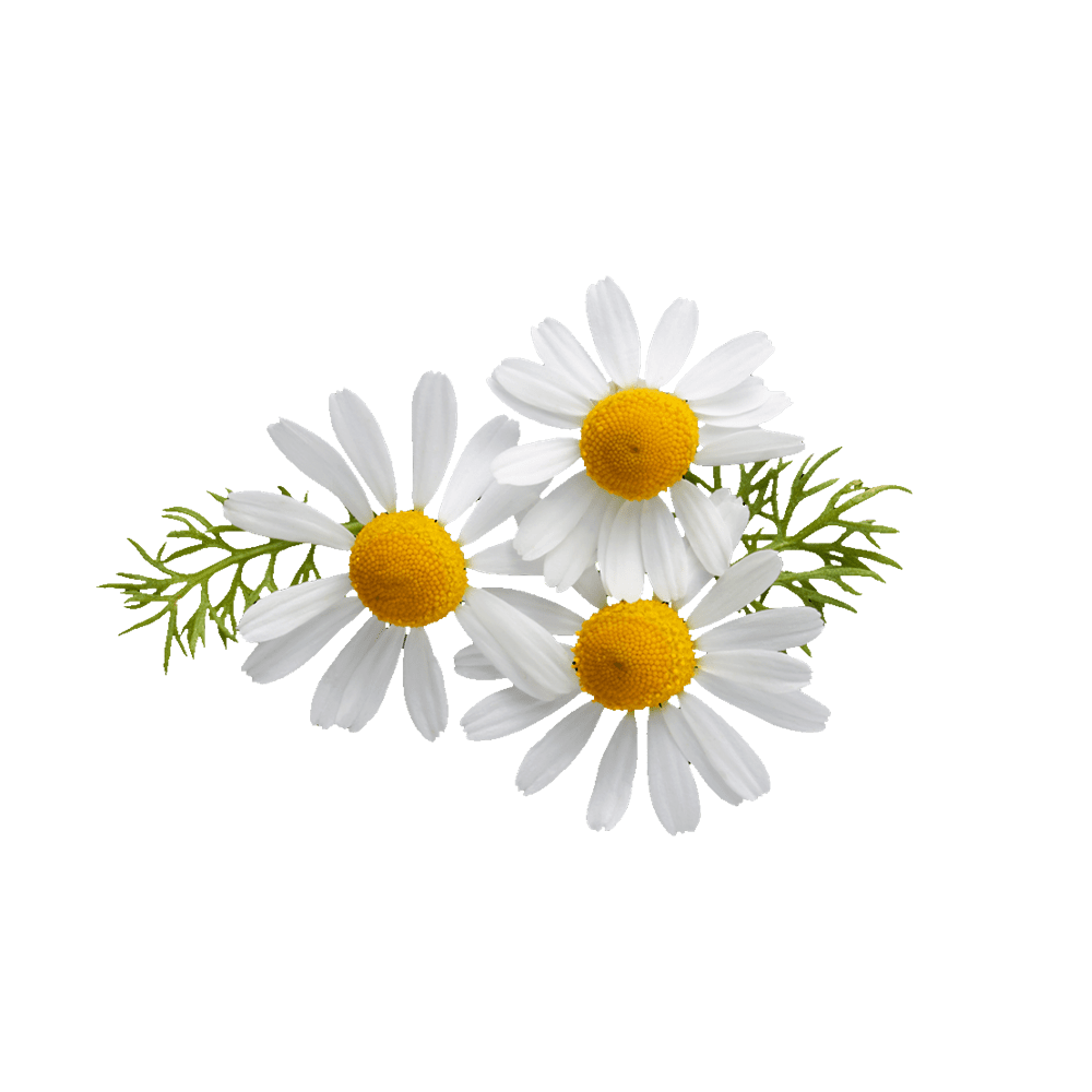 Chamomile Extract