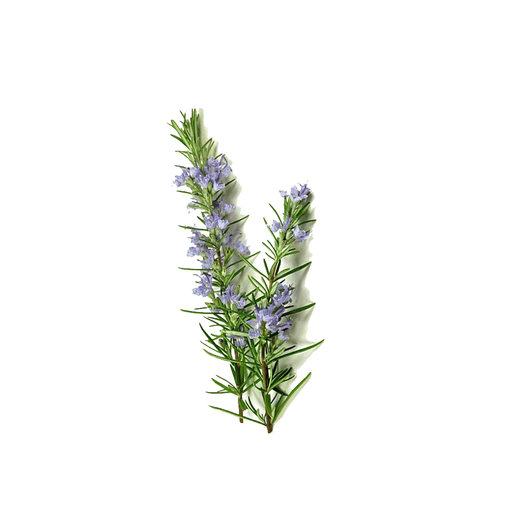 Rosemary Extract