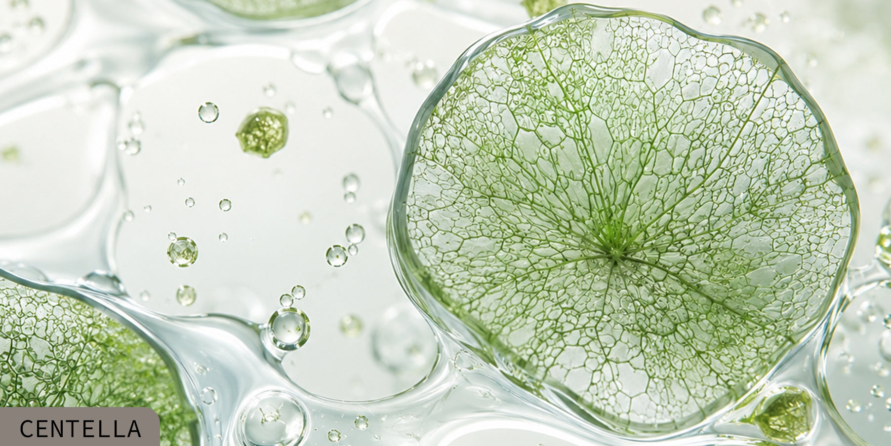 CENTELLA