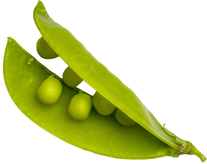 Pea Extract