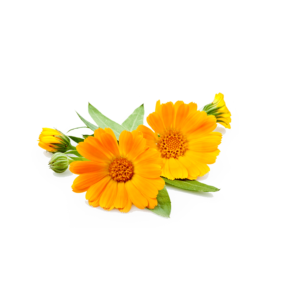 Calendula Extract